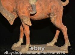 16.4 Chine ancienne Tang tricolore Tao dynastie Hu chameau statue sculpture