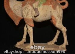 16.4 Chine ancienne Tang tricolore Tao dynastie Hu chameau statue sculpture