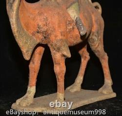 16.4 Chine ancienne Tang tricolore Tao dynastie Hu chameau statue sculpture