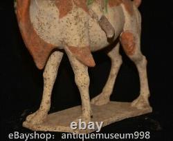16.4 Chine ancienne Tang tricolore Tao dynastie Hu chameau statue sculpture