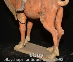 16.4 Chine ancienne Tang tricolore Tao dynastie Hu chameau statue sculpture