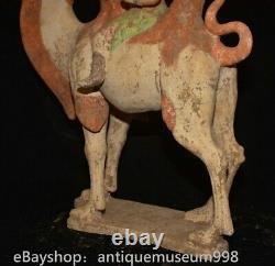 16.4 Chine ancienne Tang tricolore Tao dynastie Hu chameau statue sculpture