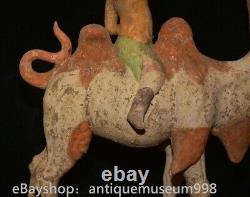 16.4 Chine ancienne Tang tricolore Tao dynastie Hu chameau statue sculpture