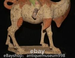16.4 Chine ancienne Tang tricolore Tao dynastie Hu chameau statue sculpture