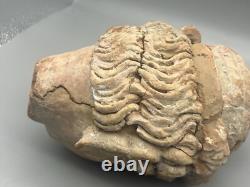 Ancienne statue du Gandhara sculpture tête terre cuite 500 après JC Afghanistan