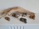 Hippopotame Ancienne Sculpture Pierre Hippopotames X 5 Statues